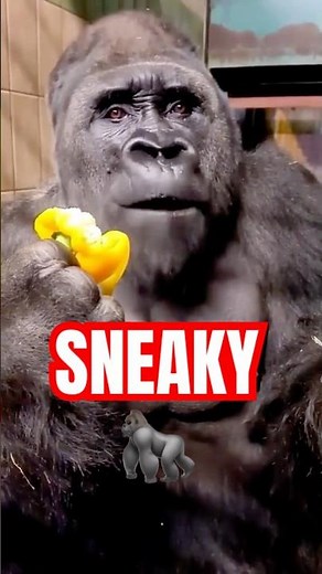 Gorillas Are Hiding Something BIG From Us…🦍😱