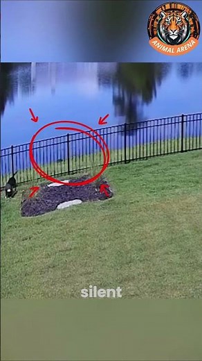 ⚠️ Puppy vs Crocodile: A Terrifying Close Call! 🐕🐊