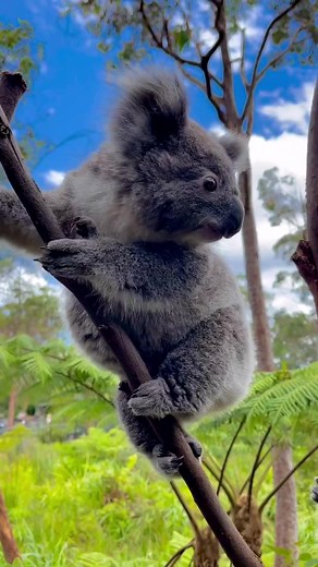 Koala Lovers | Cute koala