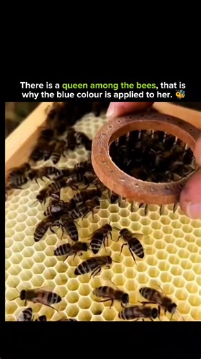 SCIENCE | HISTORY | FACTS | EXPERIMENT on Instagram: "Inside every beehive exists a single, irreplaceable ruler — the queen. She’s the mother of thousands, the heartbeat of the colony, and the one bee the entire hive depends on for survival. But with tens of thousands of identical-looking bees buzzing around, how do beekeepers instantly spot her? That’s where the fascinating blue mark comes in. Beekeepers gently apply a harmless dot of coloured paint to the queen’s back so they can track her hea