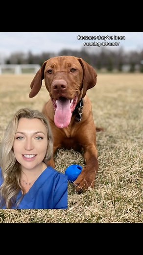 Why do dogs….. pant? They pant to cool down, after they have been exercising or on warm days, which we all know but they do it for plenty of other reasons as well! They pant because they are stressed or anxious. We see this at times like Bonfire Night, at the vet clinic (even though we try as hard as possible to make them enjoy it!) and how many of those videos of dogs being forced to interact with children have you seen where they are panting? They pant because they are in pain. This is often m