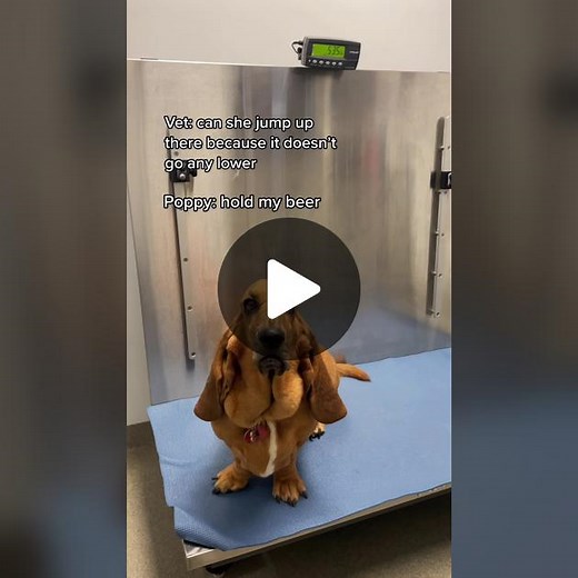 Teach Your Dog to Jump on Furniture: Fun Basset Hound Tricks