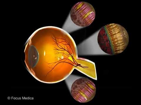 Peripheral vision - Animated Concise Dictionary