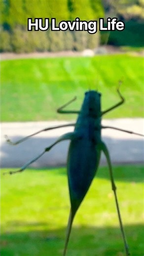 Grasshopper shares an Important Message