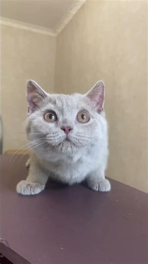 British lilac kitten #cute