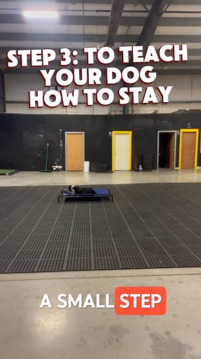 Secrets to a well-trained dog... REVEALED! 🤫 Check out the 4 simple steps that build a strong foundation for obedience. In this video, we break down exactly how to teach your dog these essential skills: How to Teach Your Dog to Sit: Simple cues for instant results. How to Teach Your Dog to Lay Down: Moving beyond "sit" to calm obedience. How to Teach Your Dog to Stay: Building focus and duration. Remember the most important secret of all: BE PATIENT. Training is a journey of consistency and tru