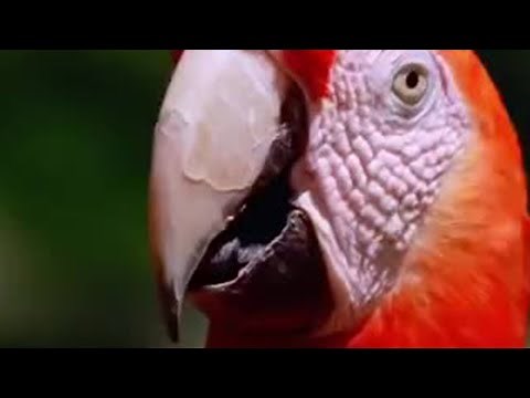 Why Are These Macaw Birds Eating Clay? | BBC Studios