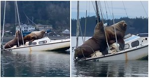 2 giant sea lions take someone’s boat for a joyride – and the captured footage is hilarious