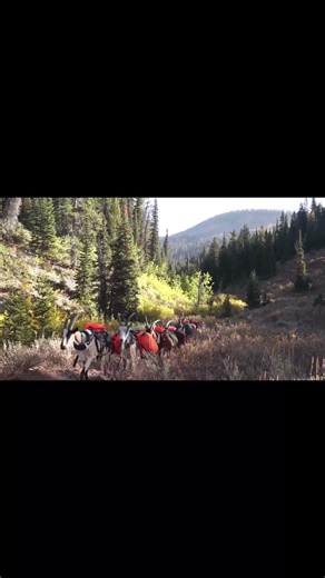 These Goats Carry Our Gear Miles Into the Backcountry