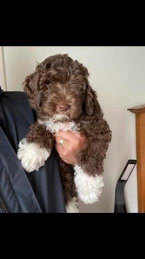 1K views · 19 reactions | Our Mini/Moyen size F1B Aussiedoodle...