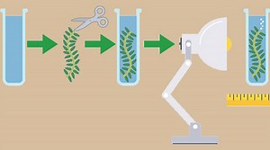 Experiments to investigate photosynthesis - What happens during photosynthesis? - OCR 21st Century - GCSE Biology (Single Science) Revision - OCR 21st Century - BBC Bitesize