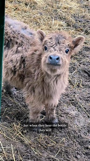 715K views · 59K reactions | Dinner Time for Posie & Pumpkin! | Katie Van Slyke | Facebook