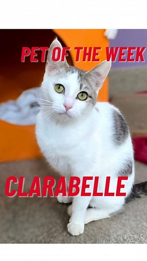 68 reactions · 6 comments | The Peninsula Humane Society & SPCA’s Pet...