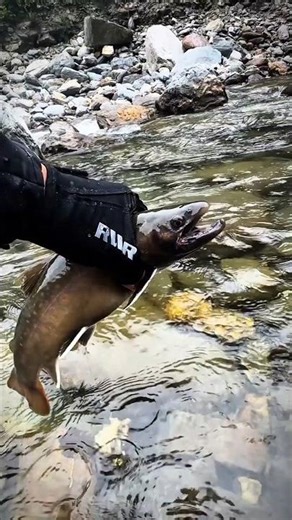 Catch & Release Rockfish in Crystal Clear Stream 😱🎣 #Shorts#fishing #fish