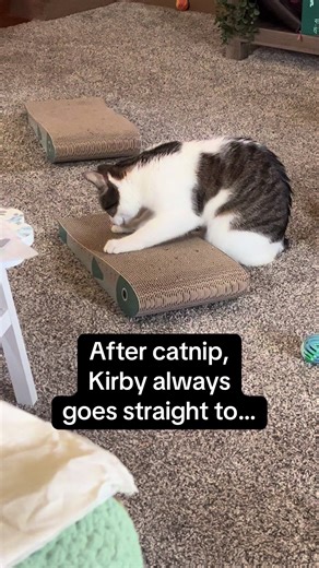 Life.With.Kirby on TikTok