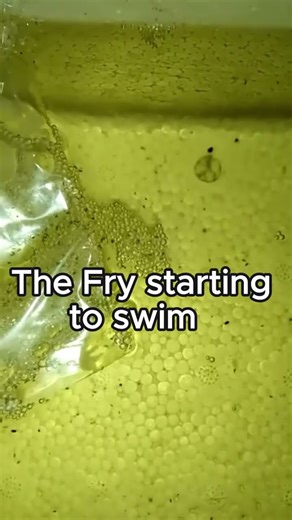 Breeding Process of Betta Fish #aquarium #bettafish #ecosystem #fish