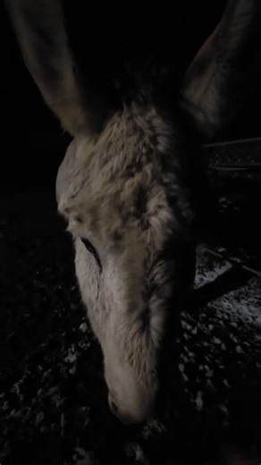 Ivan was being very loveable again last night! Watch a long for a little back ground on Ivan and Teddy. They bounced around through a few livestock auctions over 3 years ago. No one bought them and they just kept moving South to different facilities/auctions, until we bailed them out of Oklahoma. They clearly had been harnessed and a working pair before their health declined. When they arrived, their health was terrible, they had mites and ended up losing much of their fur. They had injuries on 