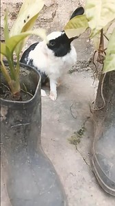 #chikumiku #mybunny #pet #cute #mycuterabbit #petrabbit #funny #rabbit #bunny #smallpet 2026