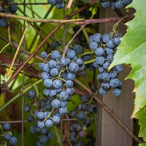Wild Grapes