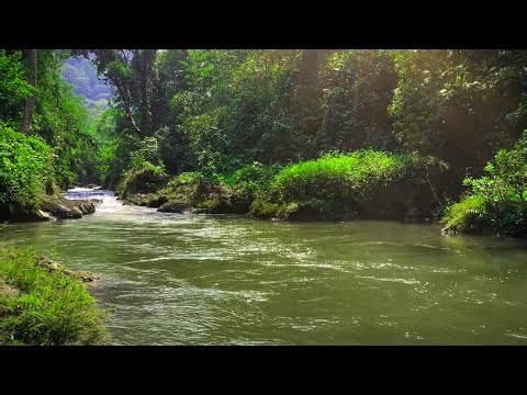 Melody of the Nature, Relaxing Stream Sounds, Birds Singing
