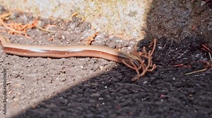 Close-up of a small baby brown snake crawling on the ground in search of shade. Wild reptilian animals in the big city.