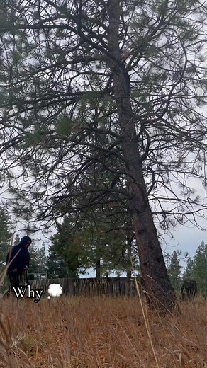 Why is this considered “crunchy” “woo woo” “hippy” behavior.. why is this considered anything other than healthy? This 10 minute walk and 60 second energy transfer with the tree literally changed my entire mindset & gave my entire day a positive reroute.. and it was so simple completely free lol society is so encouraging of having a drink to “take off the edge” but a short brisk walk & a 60 second hug from nature is mocked 🤨🤔 Here are some of the proposed mechanisms by which trees/forests migh