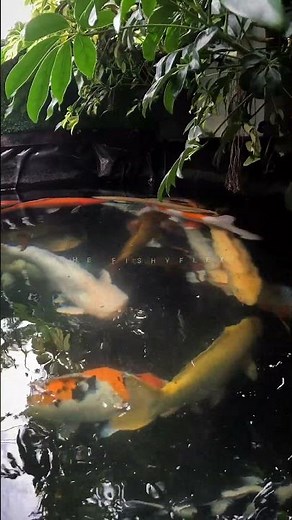 බලන්න ඉන්න කෙනා අඳුරනවද කියලා 😁 Outdoor Open Pond එකක් ❤️ #thefishyflex #arowana #koi