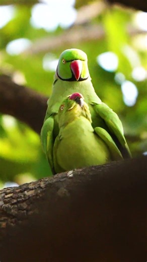wild with me #parrot #birds #photography #wildlife #nature #sony #betlanationalpark #shorts