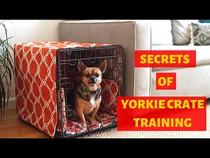 How to Crate Train a Yorkshire Terrier Puppy? This is the Easiest Technique