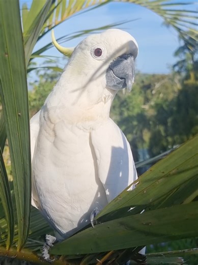 A gorgeous female cockatoo who visits me every day #wildbird #Australia #cockatoo #parrotsoftiktok