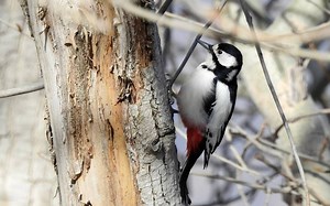 【中国啄木鸟大全】13 白翅啄木鸟（Dendrocopos leucopterus)/伍迪配乐版