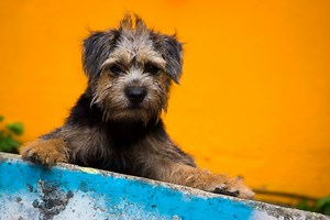 legs-applied-ethology-family-dog-mediation-professional-course