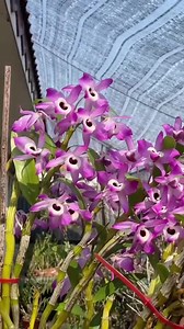 I grew some cress at Gorse Hill Primary School once 😆🌱 | Seed to Flower