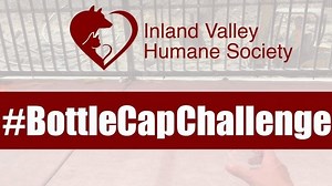 33 reactions · 16 shares | Challenge accepted and challenge conquered ✅ #bottlecapchallenge Want to adopt the one and only bottle cap champion? 磊He’s available, so come on down and meet him in Kennel #32 with ID #I1313155. | Inland Valley Humane Society & S.P.C.A. | Facebook