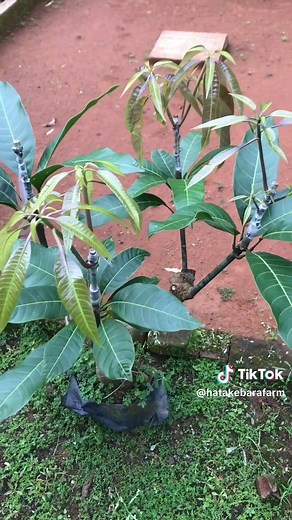 Effective Mango Grafting Techniques for Success