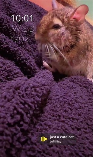 Queen the Degu is Chilling in My Arms 🥰✨🐹✨ #degulife #pet #petvlog #cutepets #cute #degu #deguvlog