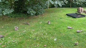 15K views · 3.6K reactions | Sometimes I do feel like Snow White. Put food out stand at the gate and watch them arrive…..the best therapy in the world ❤️ | Mr Lumpy & Friends. | Facebook