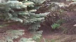 21K views · 279 reactions | Birds are nesting everywhere and are...