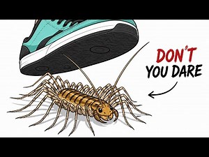 Never Kill House Centipedes — They Hunt The Creatures Hiding From You