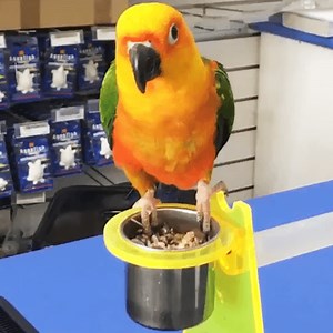 Talking Parrots Melbourne | Plenty of Baby Parrots in Stock | CALL 1300 MY BIRD