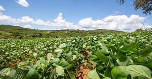 'More productive future-proofed crops via manipulation of…