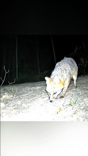 Gray Fox versus Red Fox comparison 🦊 #wildlife