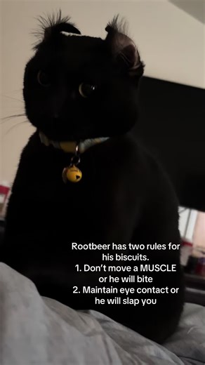 The most loving and scariest ten minutes of my life | Why Do Cats Make Biscuits