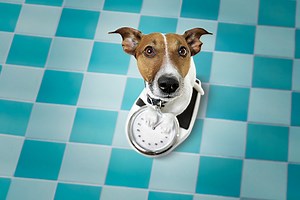 Why Is My Dog Losing Weight? - Parkway Veterinary Emergency Clinic