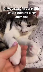 Wash your hands after touching cats paws!