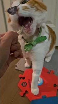 Monroe is back to learning buttons after his surgery (bc he wants to)