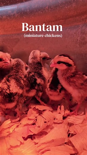 Bantam (miniature chickens): small friendly chickens for pets & brooders