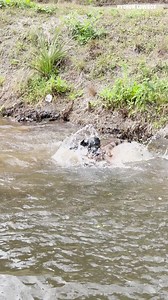 107K views · 3.4K reactions | This is why we call Otto "Air Otto" he even gave the construction guys a show! | Python Cowboy Hunts | Facebook