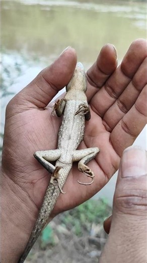 apparently he didn't sleep💖😱💖#anyuniqueanimals #reptile #nature