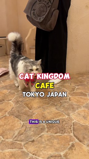 Explore the Hidden Cat Cafe in Tokyo's Kichijoji Neighborhood